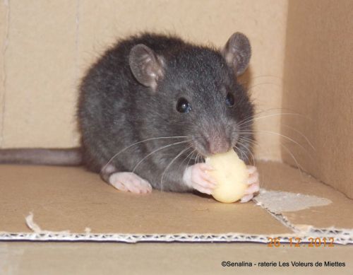 rat domestique mange une friandise